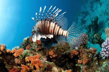 Lion fish swims on colorful tropical reef