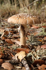 Amanita pantherina.