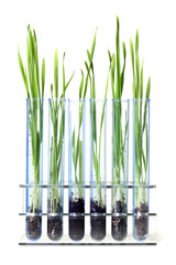 Grass growing in test tubes