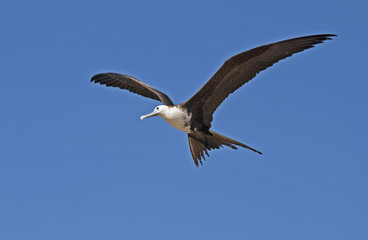 Obraz premium Magnificent frigate bird in the air
