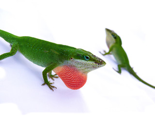 Lizard displaying red throat