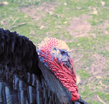 close up turkey