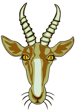 Antelope