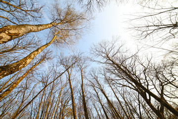 arbres dans la foret