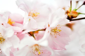 Obrazy na Szkle  Sakura