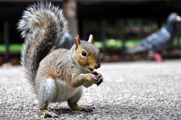 Stof per meter Squirrel © mezirka