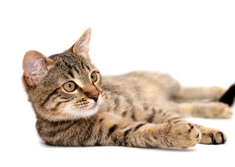 Fototapeta premium Tabby cat lying on white