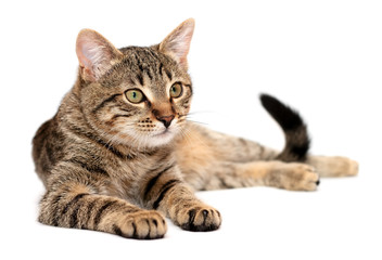 Tabby Cat White Background photos, royalty-free images, graphics ...
