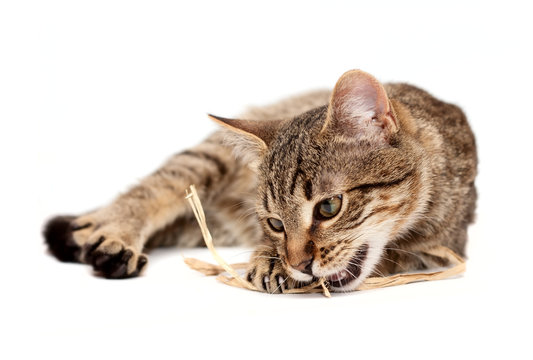 Tabby cat lying on white