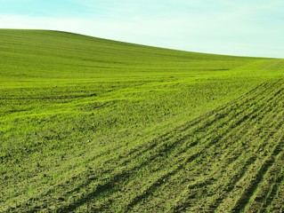 field of young cereals during spring