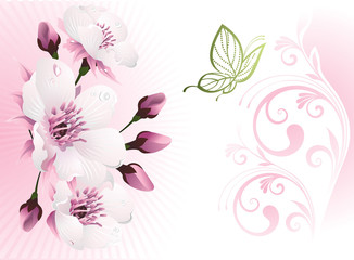 Fototapeta na wymiar Cherry blossom with floral background