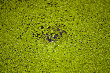 TORTUGA OBSERVANDO ESCONDIDA BAJO LAS PLANTAS DEL  ESTANQUE