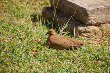 Tourterelle &agrave; queue carr&eacute;e