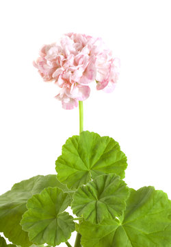Geranium flower isolated on white background
