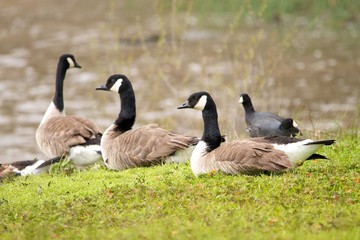 Goose Flock