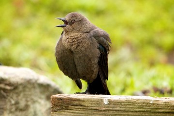 Blackbird singing