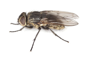 House fly isolated on white background