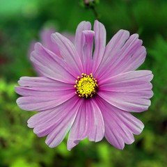 Obraz premium Blumenblüte