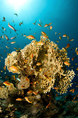 coral scape with tropical fish