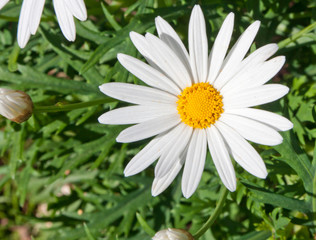 Obraz premium marguerite
