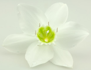 fleur blanche du lys de l'annonciation