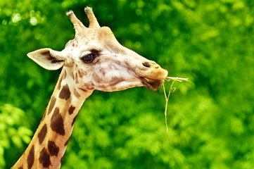 Giraffe Feeding