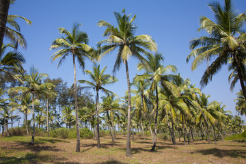 Fototapeta na wymiar palm-tree