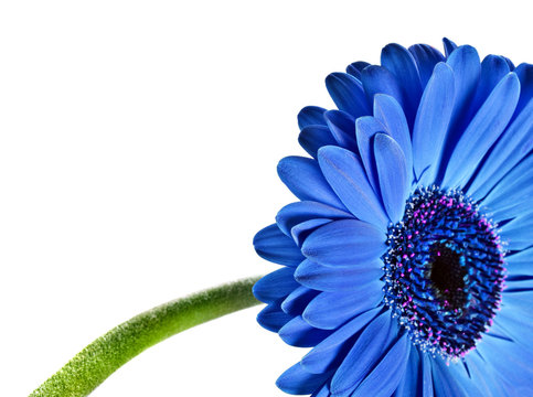 Blue Gerber Daisy Images – Browse 19,593 Stock Photos, Vectors, and Video |  Adobe Stock