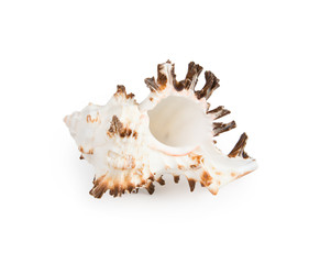 seashell isolated on white background