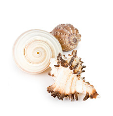 seashell isolated on white background