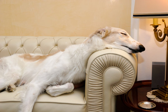 levriero russo Borzoi durante il riposo sul divano
