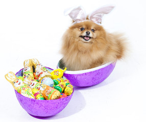 Easter Pomeranian puppy with easter egg filled with candy