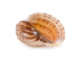 seashell isolated on white background