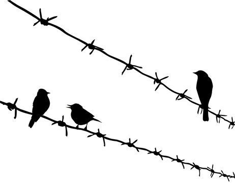 Silhouette Three Birds On Barbed Wire