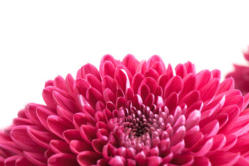 chrysanthemum