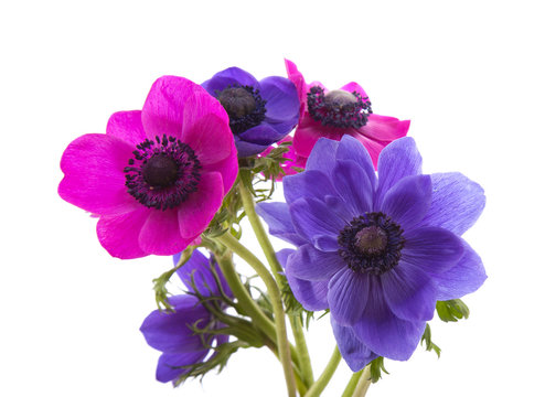 Anemone