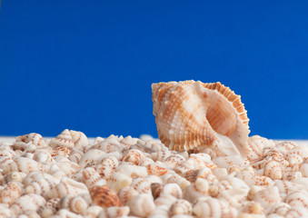 seashell
