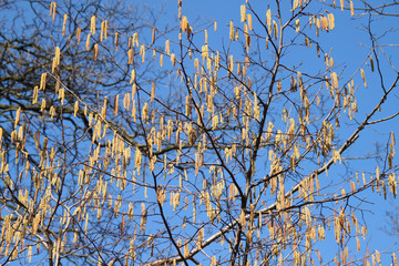 Haselnussbaum - Pollen vor blauem Himmel