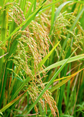 Obraz premium Rice paddy