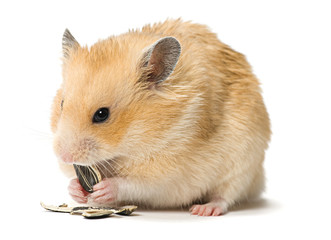Male hamster eating sunflower seeds over white background.