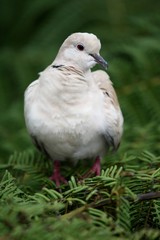Babary Dove