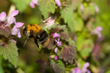 the bee in flower