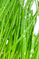 Fototapeta na wymiar Fresh green grass With water drops