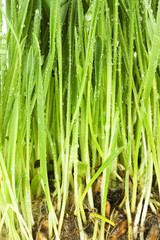 Fototapeta premium Fresh green grass With water drops