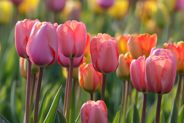 Tulpen
