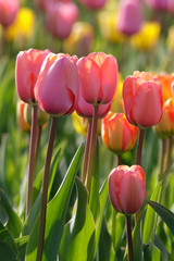 Tulpen