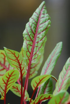 Sauerampfer  Heilpflanze  (Rumex  acetosa)