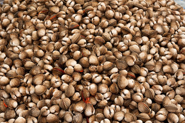 ark shells in market
