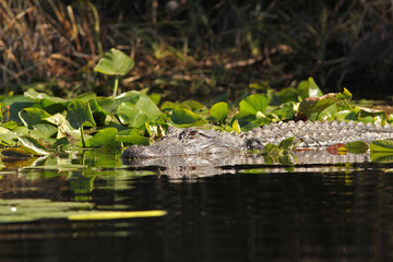 American Alligator Swimming - Okefenokee Swamp, Georgia