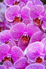 Crédence de cuisine en verre imprimé Violet Fleurs exotiques